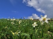 In Linzone spettacolo di narcisi e muscari con capre orobiche – 10magg22-FOTOGALLERY